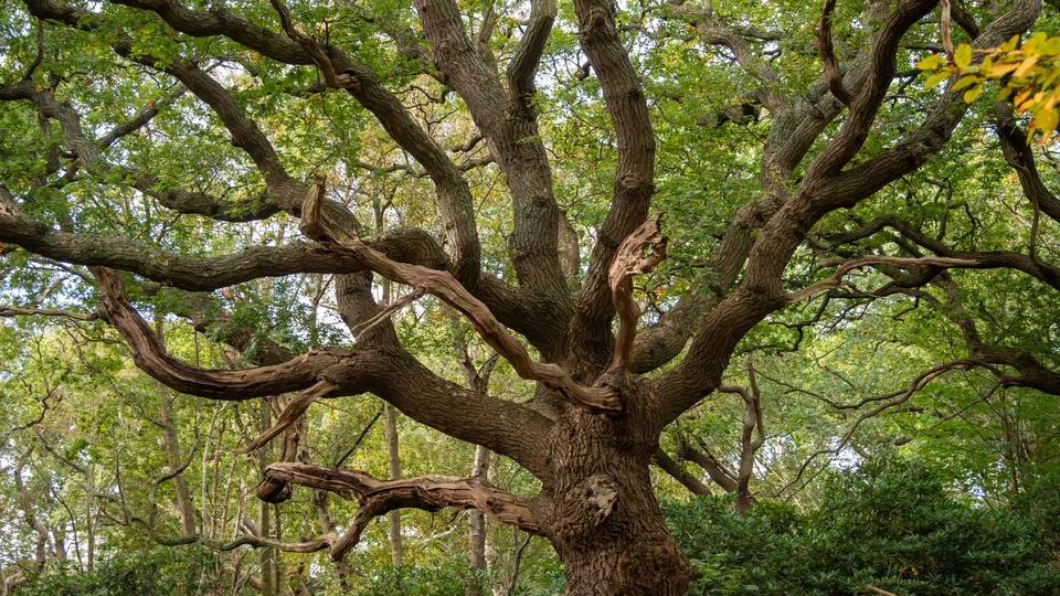 A massive, gnarled oak with sprawling limbs in a wooded setting