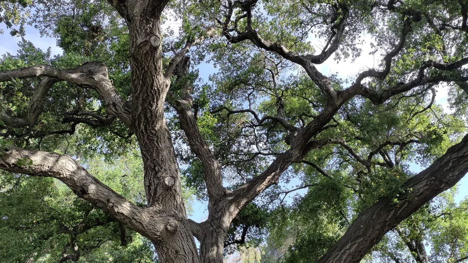 The wide, arching limbs of a tall mature oak against the sky