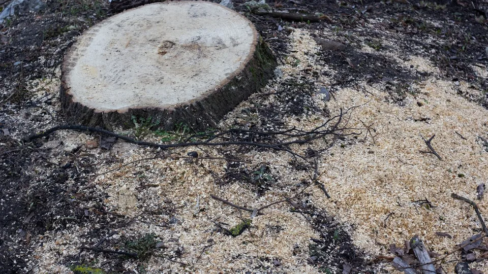 A freshly cut tree stump ringed by pale sawdust on the ground