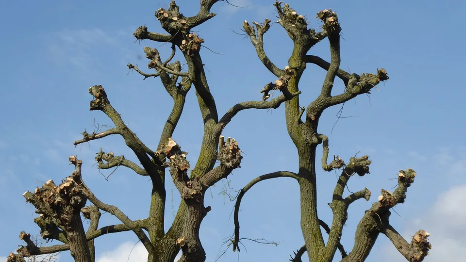 A tree that has been topped, its limbs cut back to bare stubs — the damaging practice to avoid