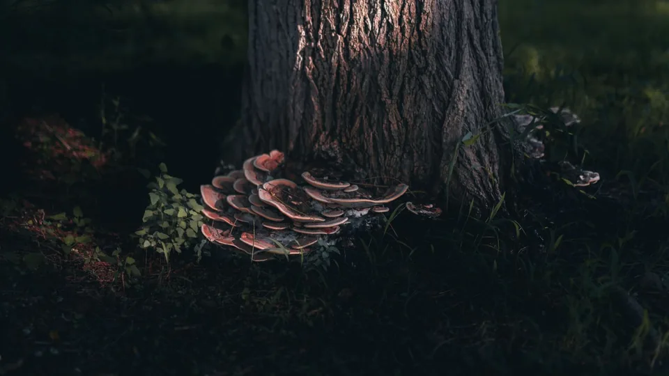 Shelf-like bracket fungus at the base of a tree trunk, a sign of internal decay