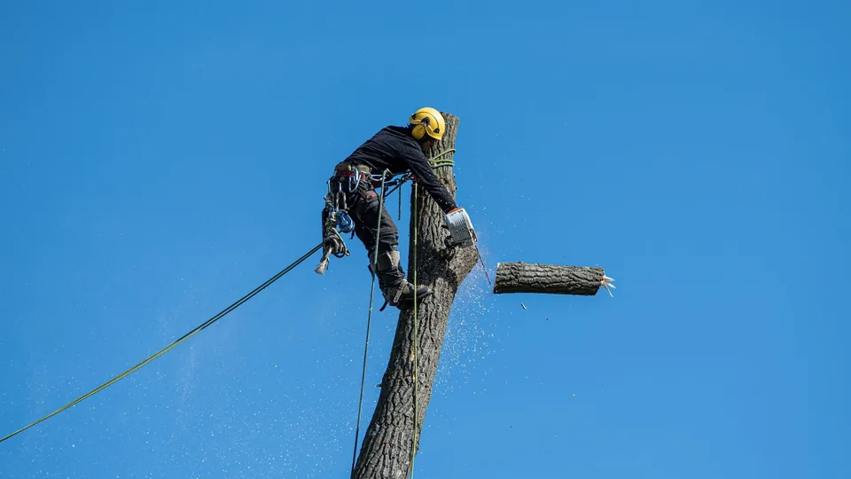 A climber roped high on a bare tree trunk, cutting it down in sections