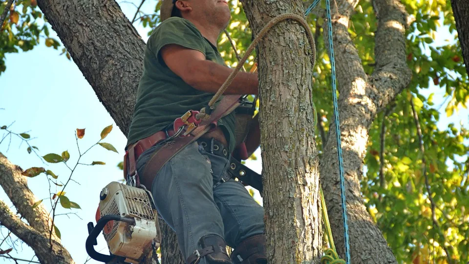 A worker in a climbing harness with a chainsaw pruning up in a leafy tree