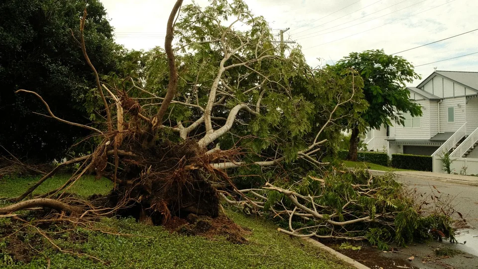 A storm-toppled tree leaning over with its root plate heaved out of the ground near houses