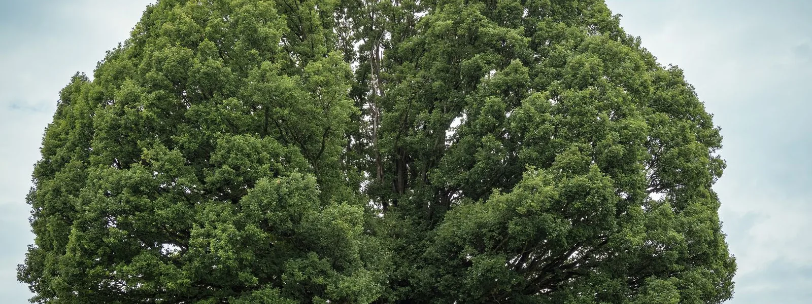 A large, healthy hardwood tree with a broad green canopy on an open hillside